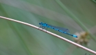 petite libellule bleue
