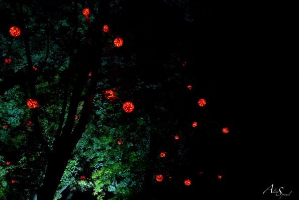 arbres illuminés