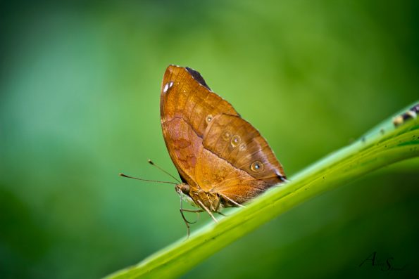 papillon marron
