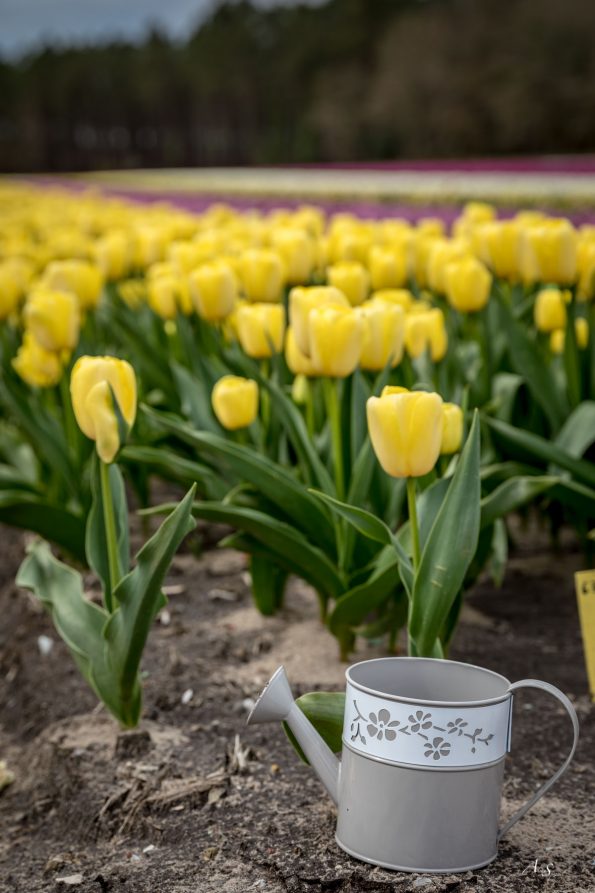 arrosoir champs de tulipes