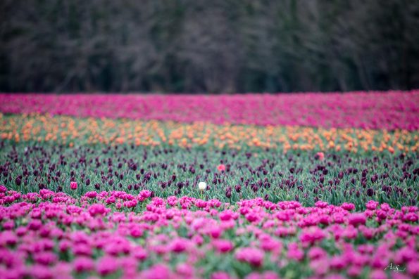 champs tulipes colorés