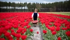 enfant dans les tulipes
