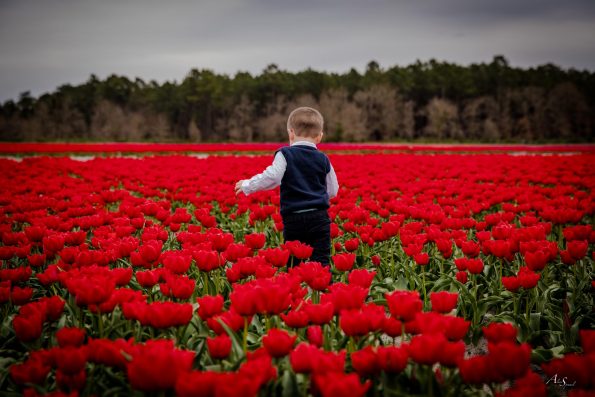 enfant dans un champs de tulipes