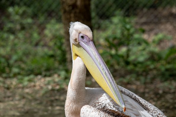 tête de pelican