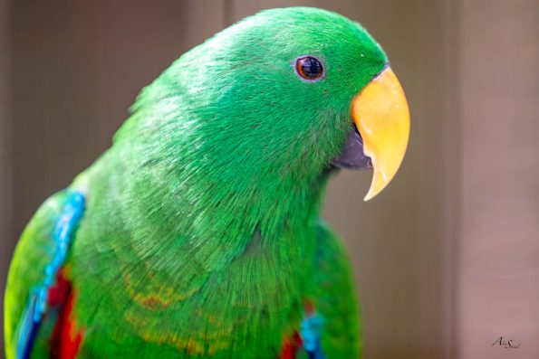 perroquet vert
