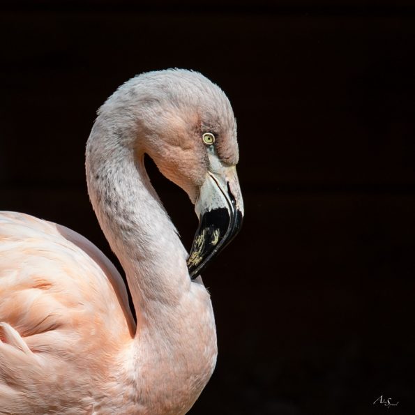 flamant rose zoo labenne