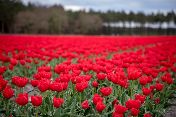 tulipes rouge