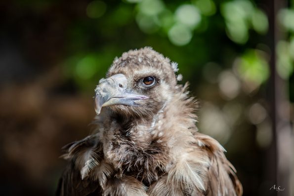 portrait vautour