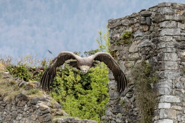 vautour en vol