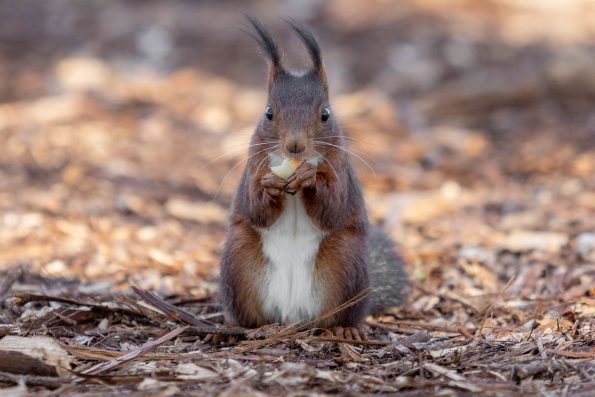 ecureuil mange
