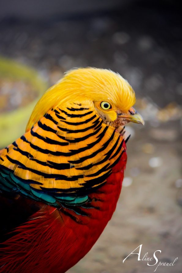 coq-doré