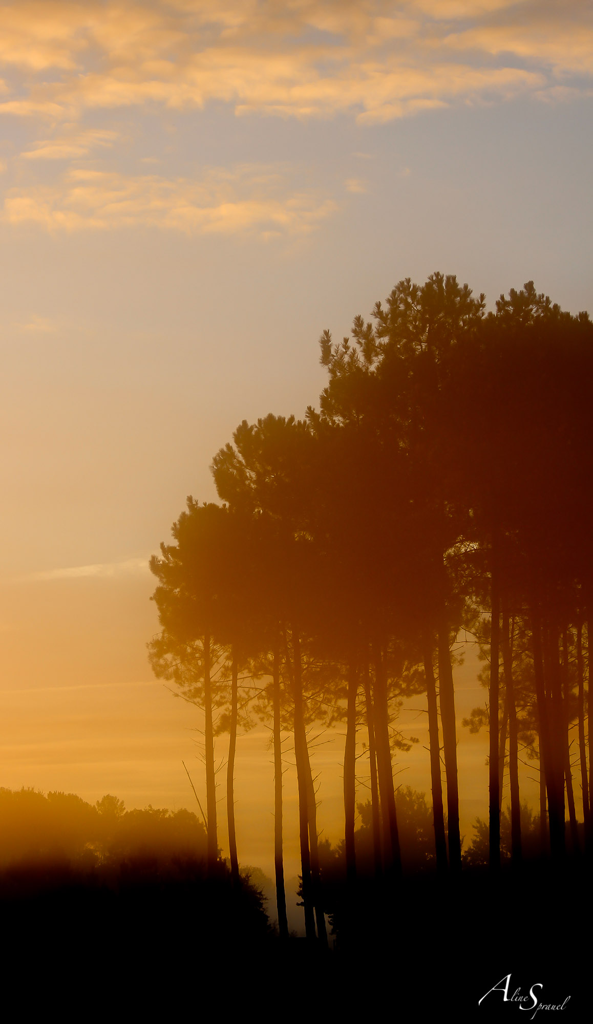 brouillard d'automne dans les landes