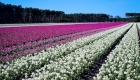 champs de tulipes blanc et rose