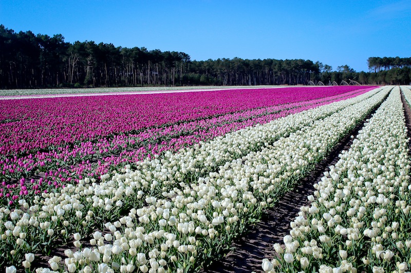 champs de tulipes blanc et rose