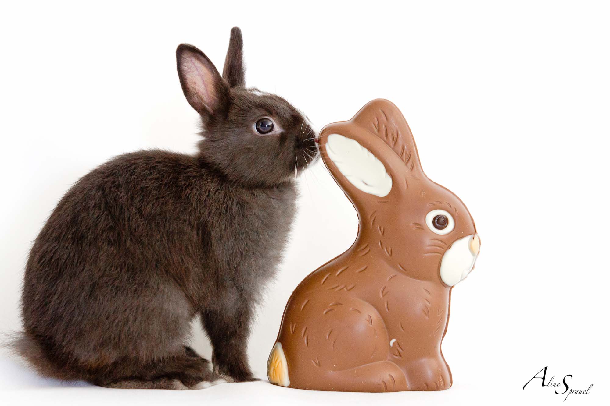 vrai lapin et lapin en chocolat