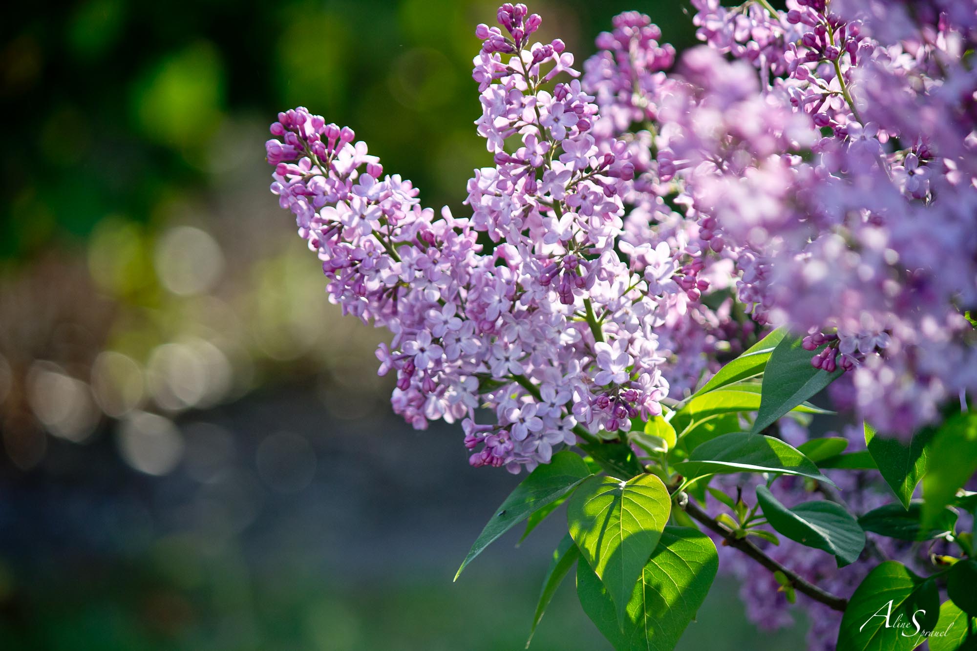 lila en fleur