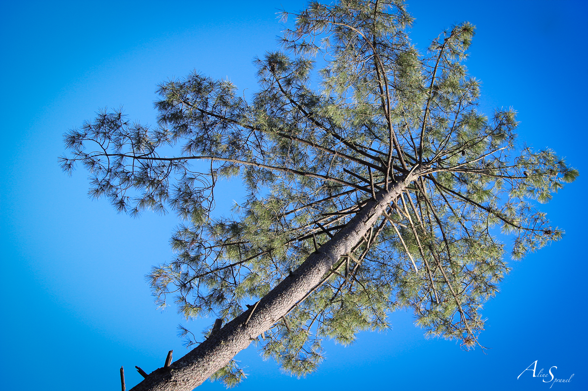 pin landais sous un ciel bleu