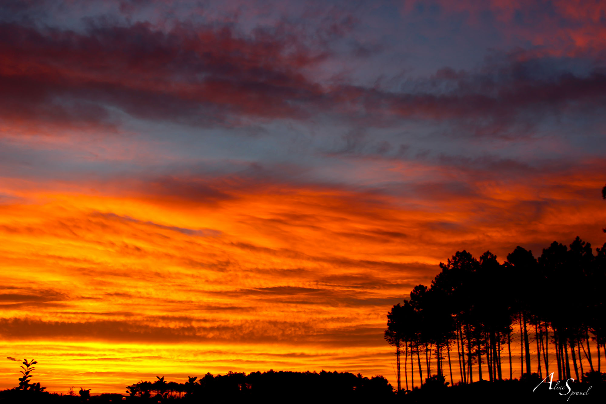 coucher de soleil orange dans les pins