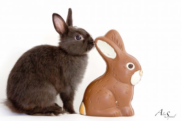 un lapin nain et le chocolat