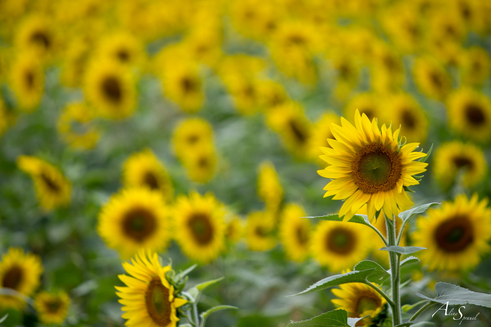 tournesol