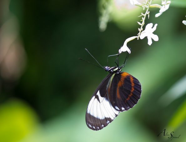 papillon noir et orange