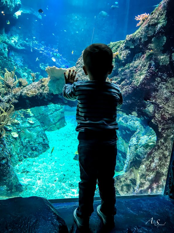 enfant derrière une vitre d'aquarium