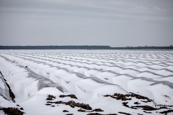 champs d'asperges en hiver