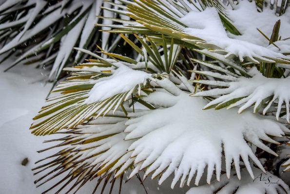 palmier sous la neige