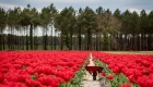 brouette tulipes