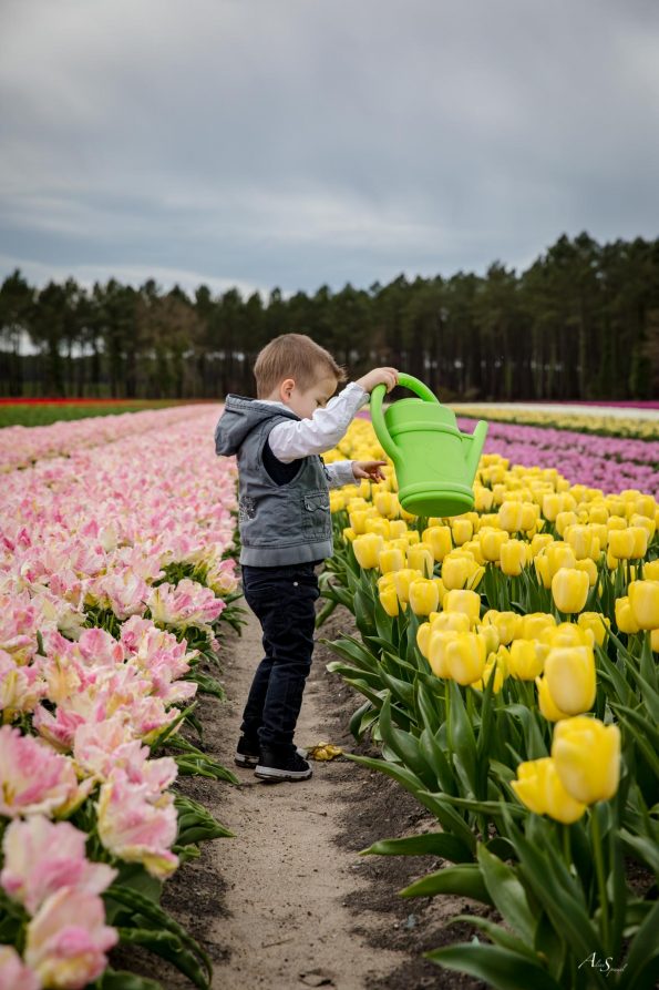 enfant arrose tulipes