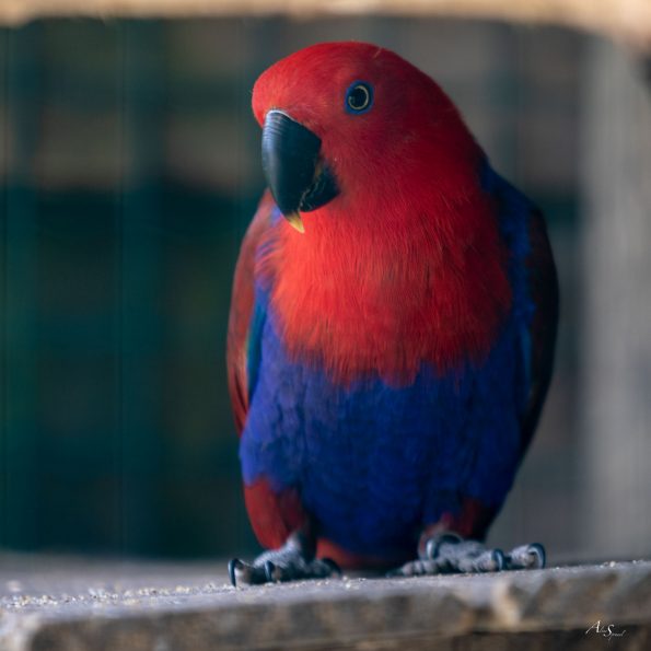 perroquet rouge et bleu