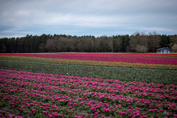 photo champs de tulipes