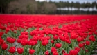 tulipes rouge