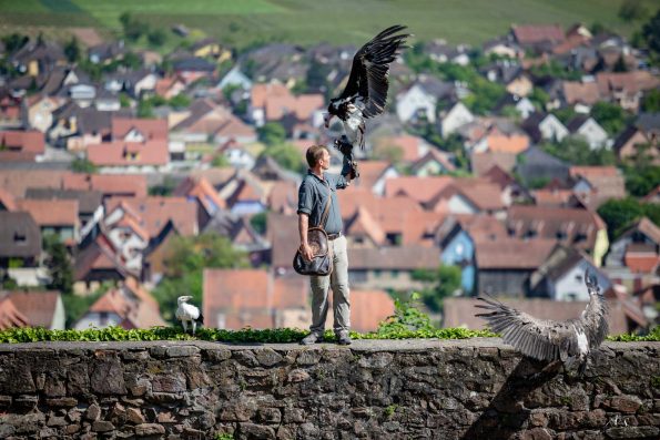 fauconnier plaine d'Alsace
