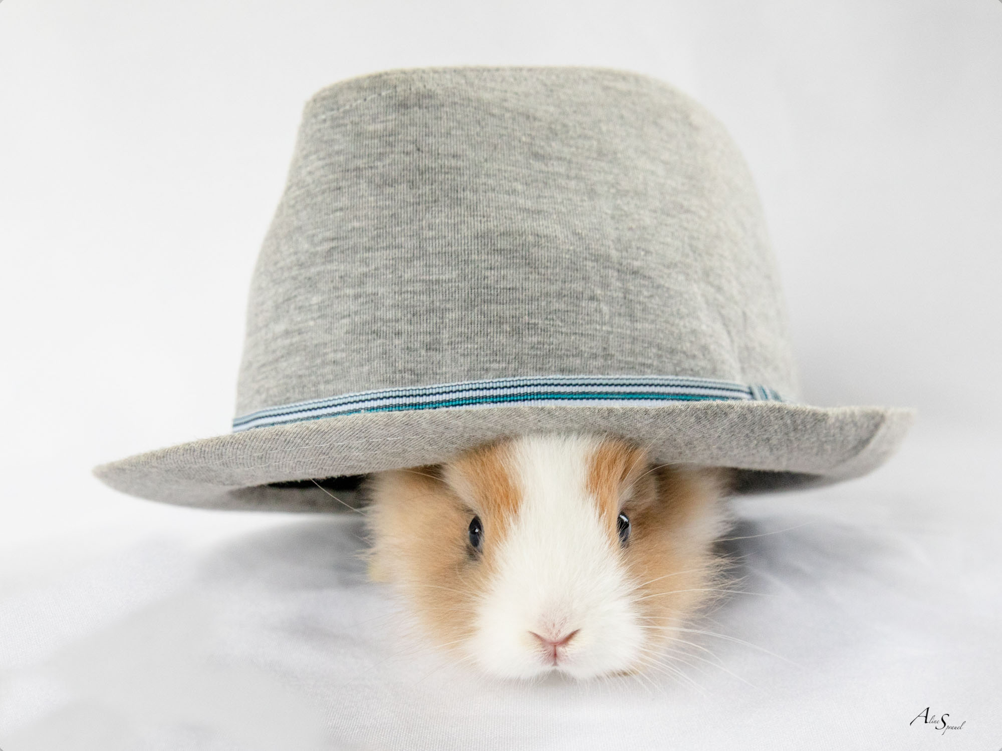 lapin chapeau
