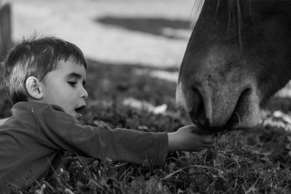 enfant donne a manger au cheval