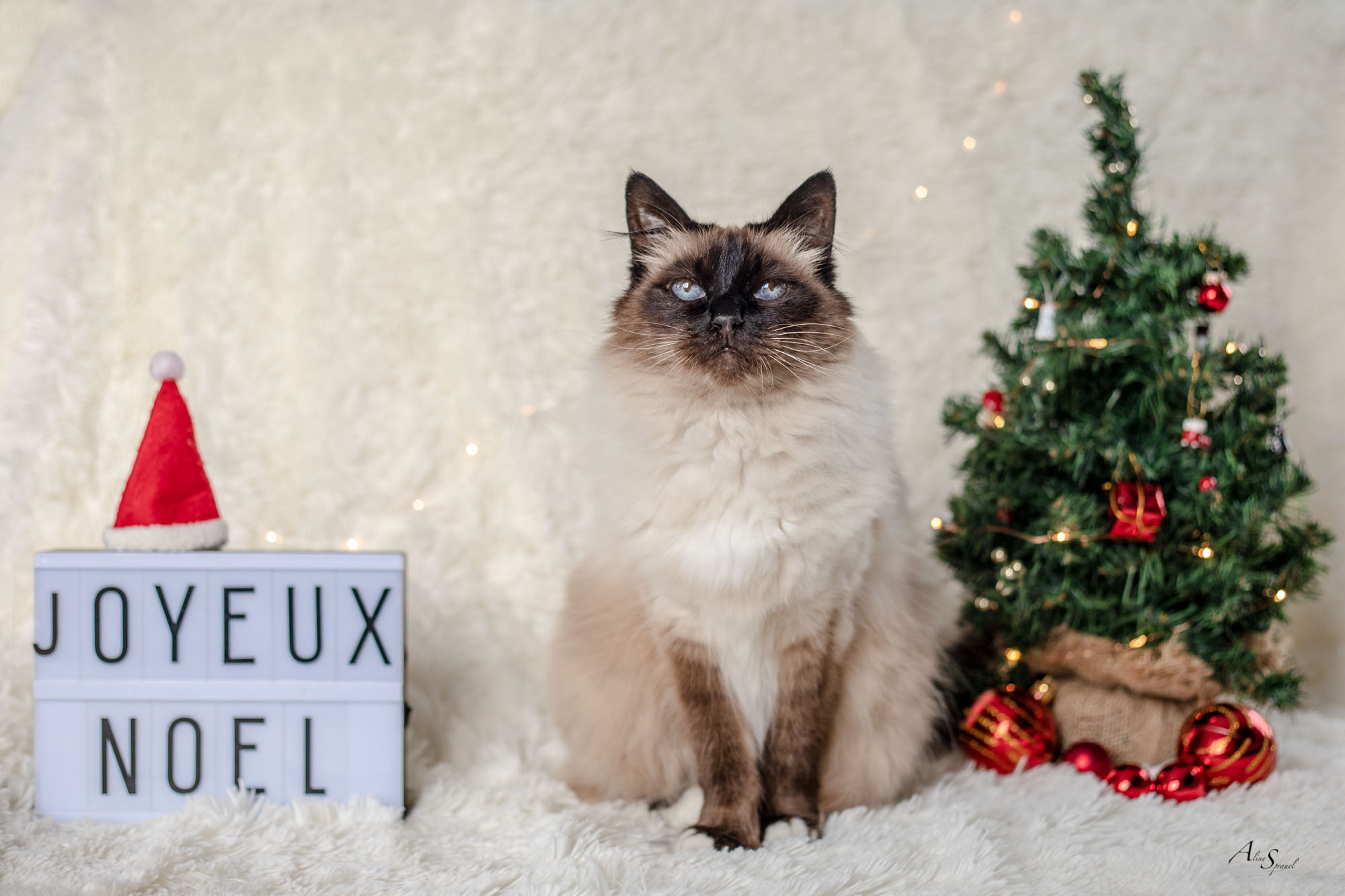 joyeux noel
