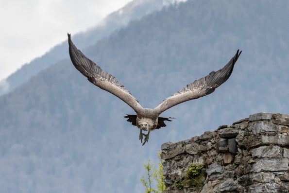 vautour vol