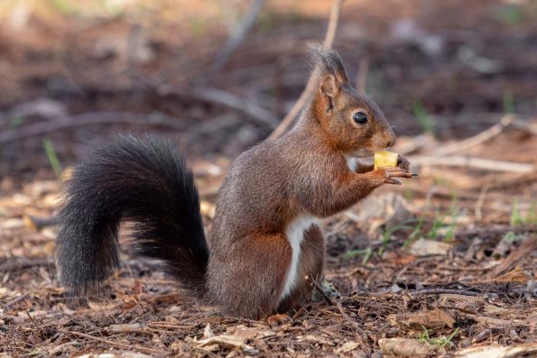 ecureuil mange