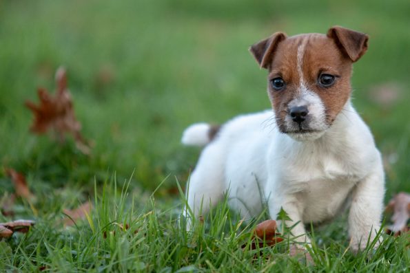 bebe-jack-russel