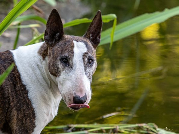 bull-terrier