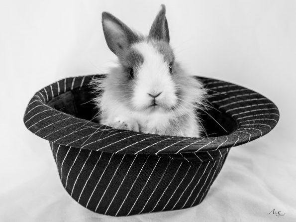 lapin chapeau