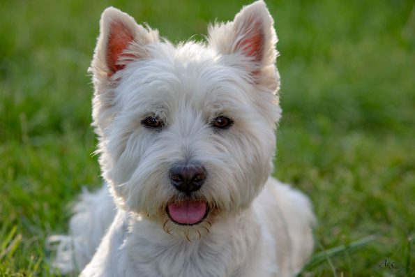 westie