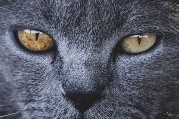yeux-chat