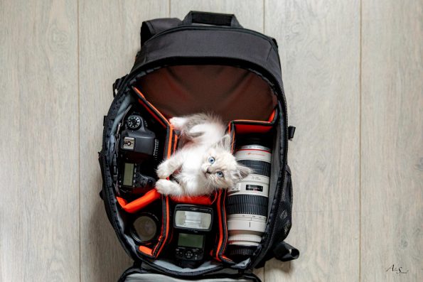 chaton-sac-photo