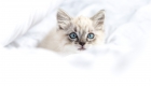 chaton-yeux-bleus
