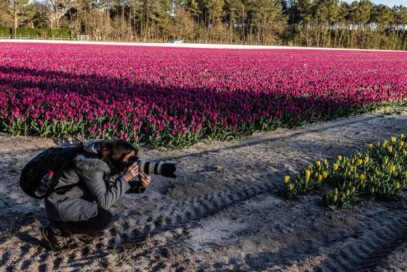 photographe champs de tulipes landes