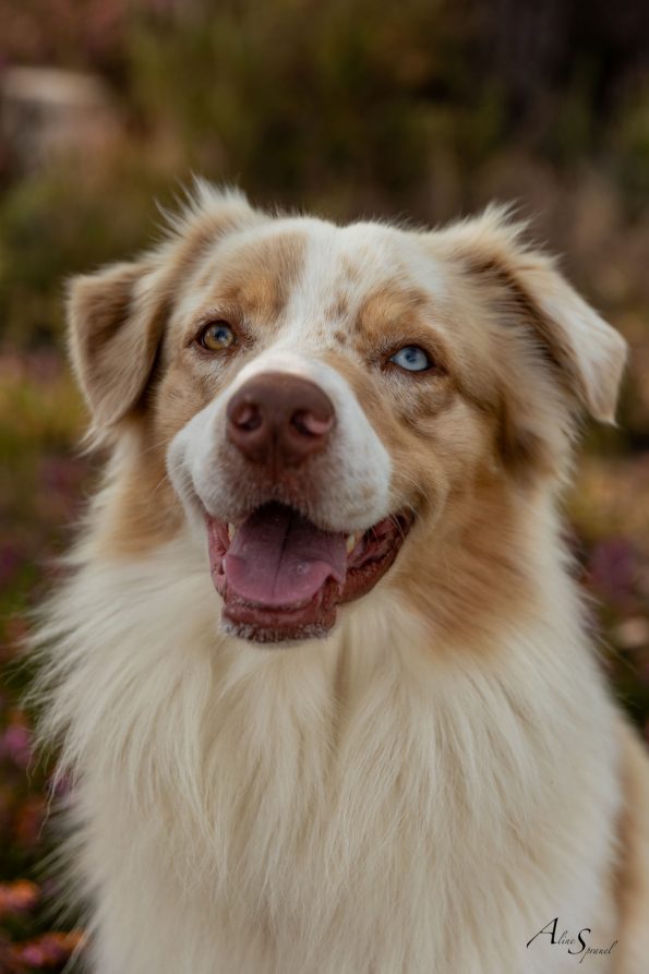 Photographe-canin-landes