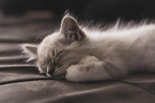 photographe landes chat