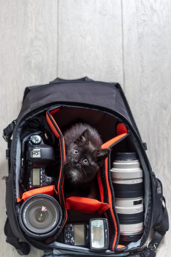 photographe chat sac